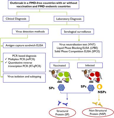 Advances in the Diagnosis of Foot-and-Mouth Disease